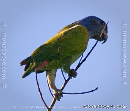 Blue Headed Parrot - Pionus menstruus