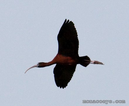 Glossy Ibis - Plegadis falcinellus - flying in the Danube Delta