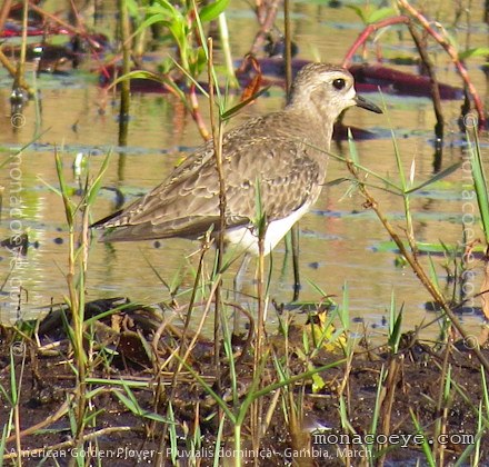 American Golden Plover - Pluvialis dominica