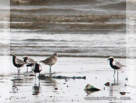 Pluvialis squatarola - Black-bellied Plover