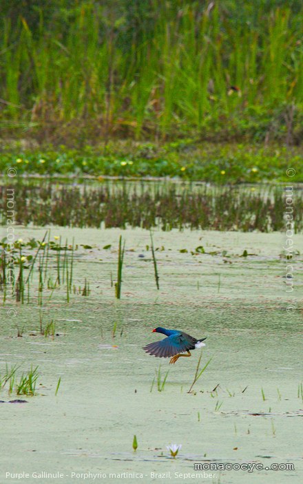 Purple Gallinule - Porphyrio martinica