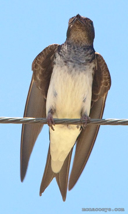 Gray Breasted Martin - Progne chalybea