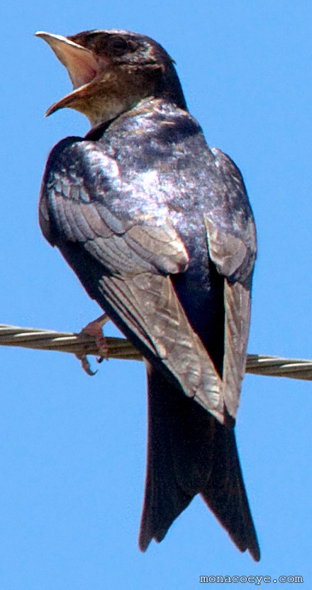 Gray Breasted Martin - Progne chalybea