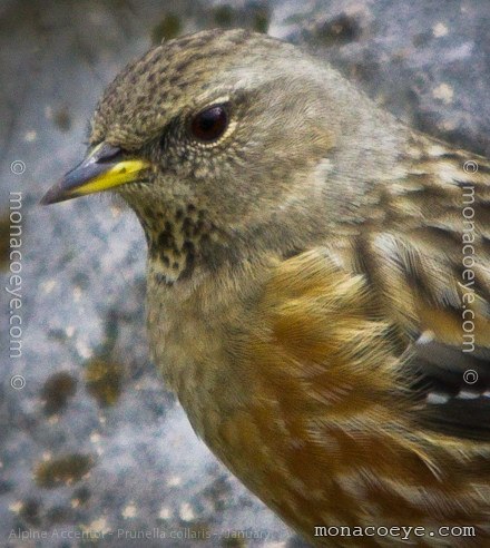 Alpine Accentor - Prunella collaris