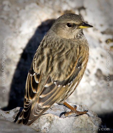 Alpine Accentor - Prunella collaris