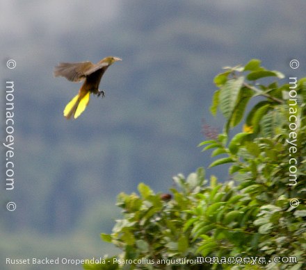 Russet Backed Oropendola - Psarocolius angustifrons