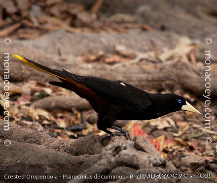 papa-capim-preto-e-branco - eBird