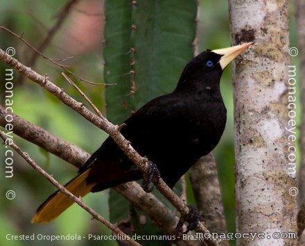 Crested Oropendola - Psarocolius decumanus