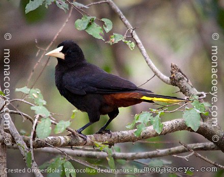 Crested Oropendola - Psarocolius decumanus