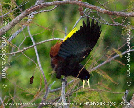 Crested Oropendola - Psarocolius decumanus