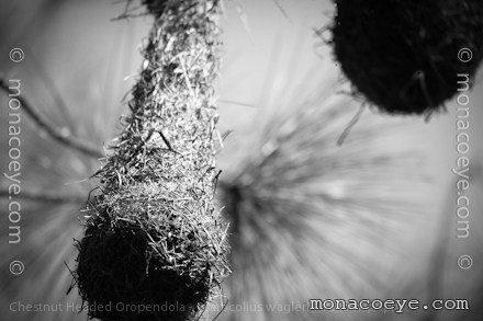 Chestnut Headed Oropendola - Psarocolius wagleri
