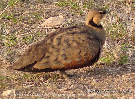 Yellow Throated Sandgrouse - Pterocles gutturalis