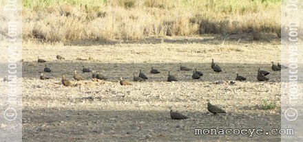 Yellow Throated Sandgrouse - Pterocles gutturalis