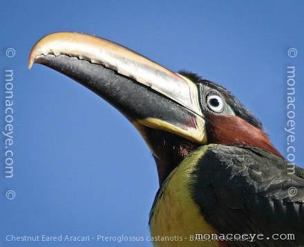 Pteroglossus castanotis - Chestnut Eared Aracari