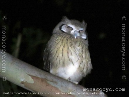 ptilopsis_leucotis_northern_white_faced_owl_02
