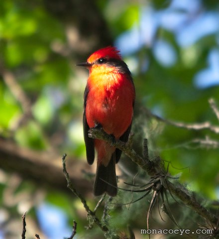 Vermilion Flycatcher - Pyrocephalus rubinus