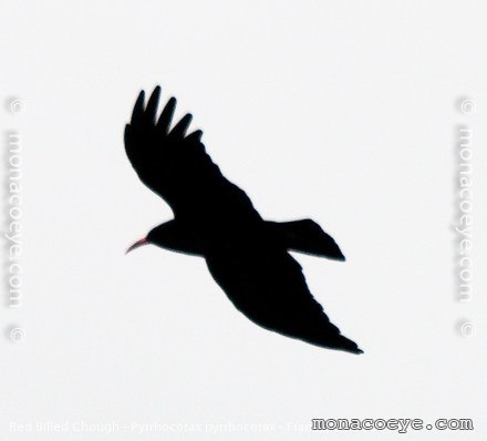 Red Billed Chough - Pyrrhocorax pyrrhocorax