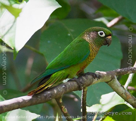 Maroon Bellied Parakeet - Pyrrhura leucotis