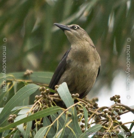 Great Tailed Grackle - Quiscalus mexicanus