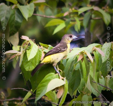 Lemon Rumped Tanager - Ramphocelus icteronotus