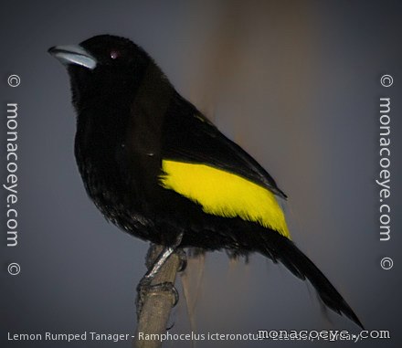 Lemon Rumped Tanager - Ramphocelus icteronotus