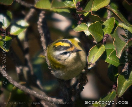 Common Firecrest - Regulus ignicapilla