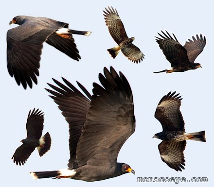 Snail Kite - Rostrhamus sociabilis - comparison of males and females in flight