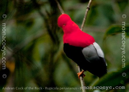 Andean Cock of the Rock - Rupicola peruvianus