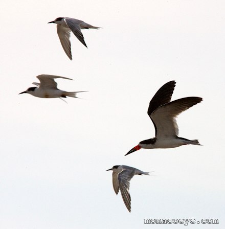 Black Skimmer - Rynchops niger with Common Terns