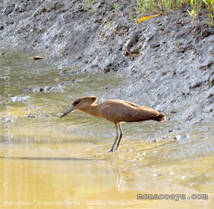 Scopus umbretta - Hammerkop