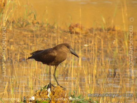 Scopus umbretta - Hammerkop