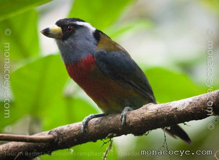 Toucan Barbet - Semnornis ramphastinus