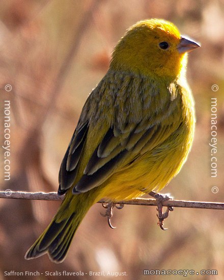 Saffron Finch - Sicalis flaveola