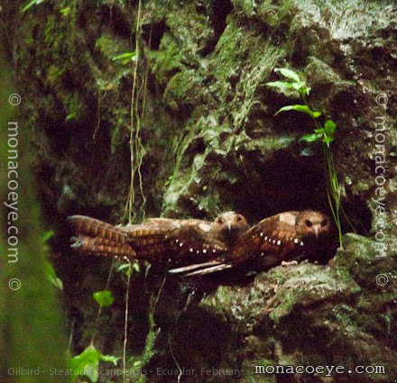 Oilbird - Steatornis caripensis