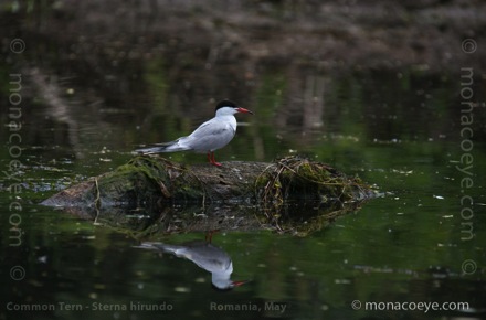 Common Tern - Sterna hirundo - in the Danube Delta