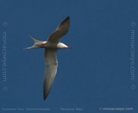 Common Tern - Sterna hirundo