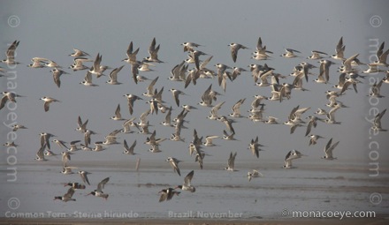 Common Tern - Sterna hirundo