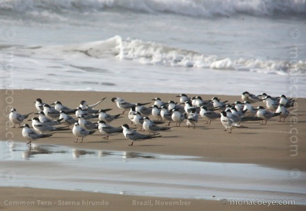 Common Tern - Sterna hirundo - non-breeding plumage