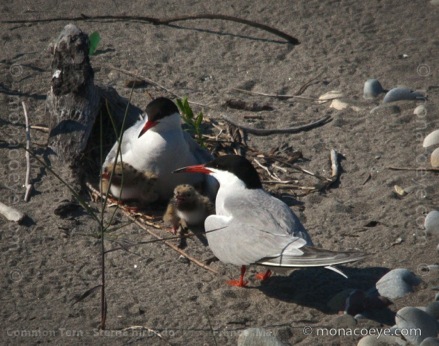 Common Tern - Sterna hirundo - chicks