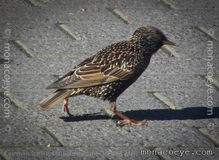 Common Starling - Sturnus vulgaris