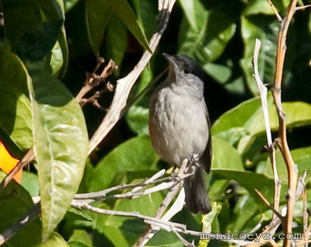 Blackcap - Sylvia atricapilla male