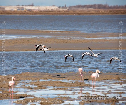 Common Shelduck - Tadorna tadorna