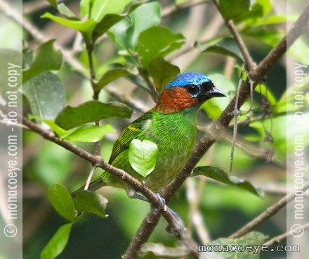 Red Necked Tanager - Tangara cyanocephala