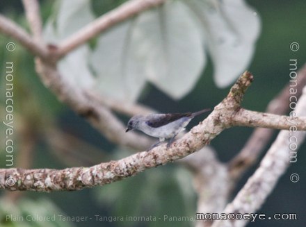 Plain Colored Tanager - Tangara inornata