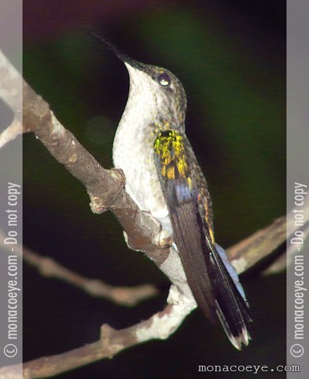 Violet Capped Woodnymph - Thalurania glaucopis