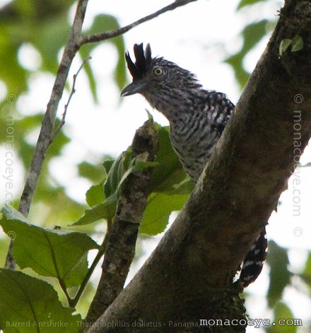 Barred Antshrike - Thamnophilus doliatus