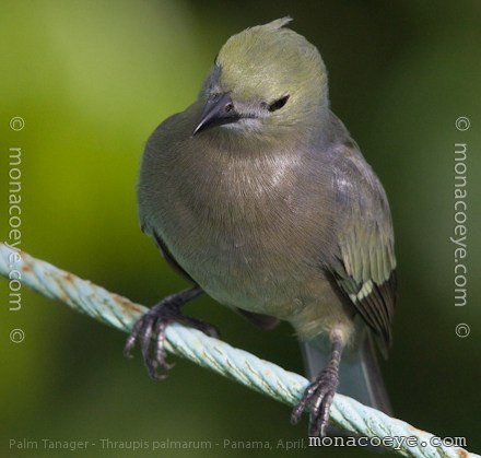 Palm Tanager - Thraupis palmarum