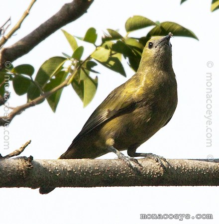 Palm Tanager - Thraupis palmarum