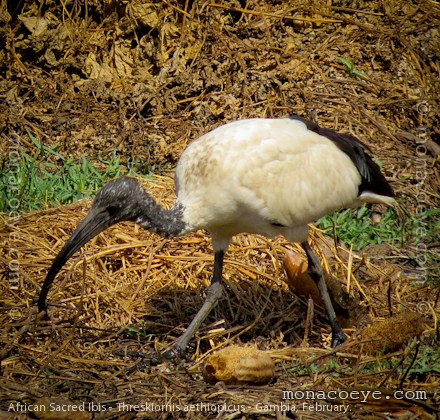 African Sacred Ibis - Threskiornis aethiopicus