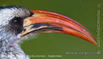 Western Red Billed Hornbill - Tockus kempi
